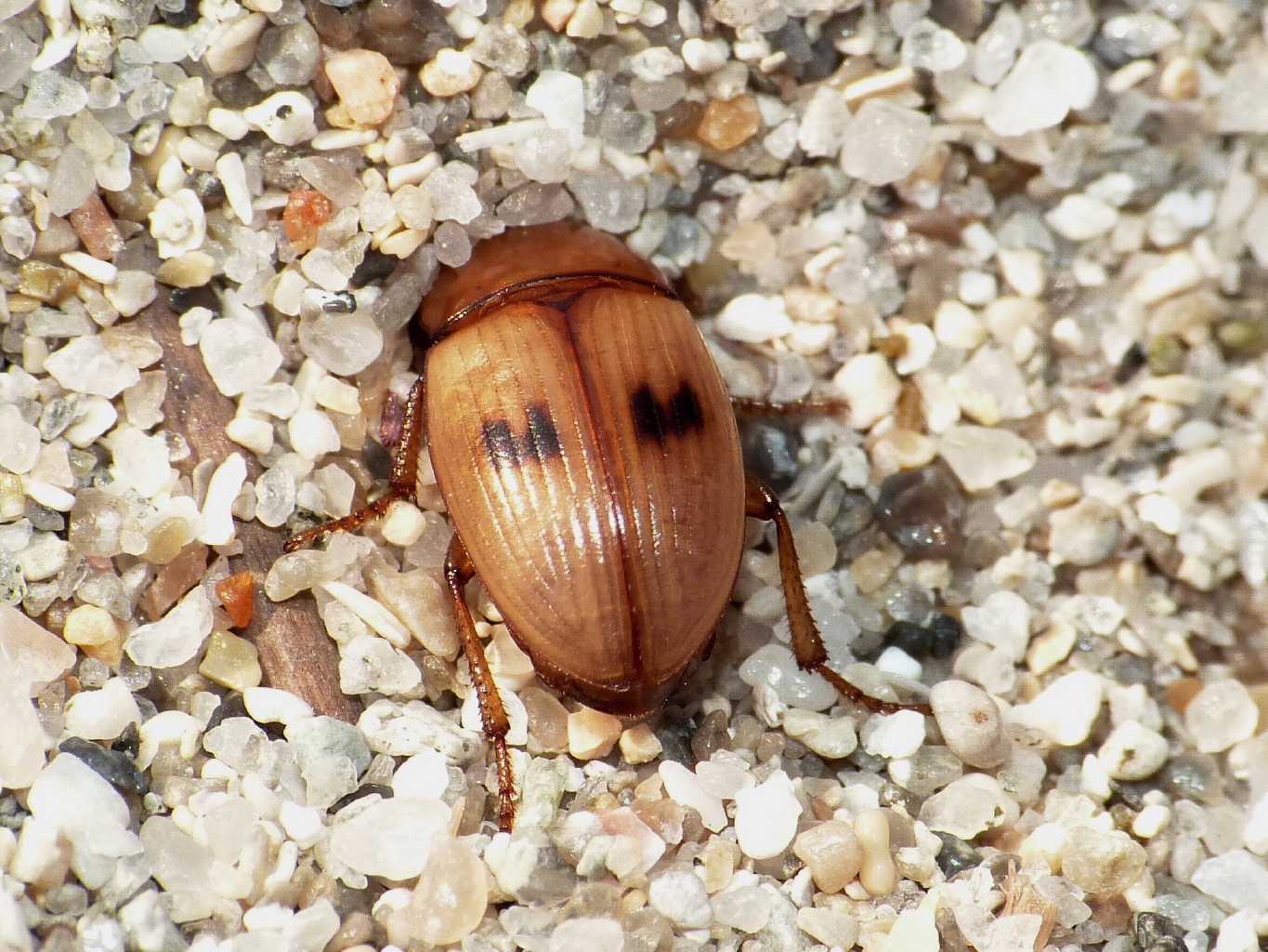 Phaleria reveillerei: variazioni